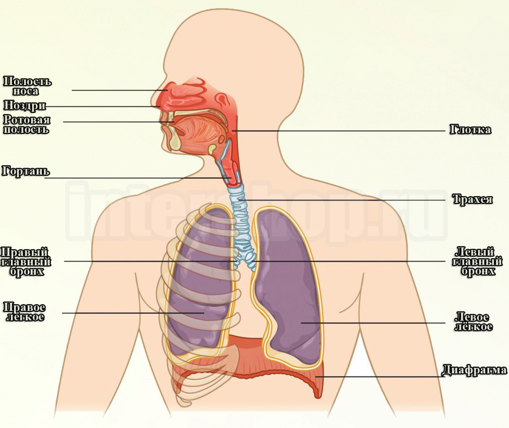 Процесс дыхания